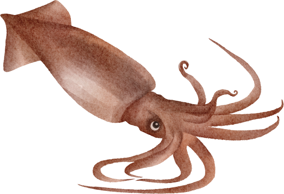 watercolor squid